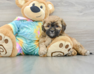 8 week old Shih Poo Puppy For Sale - Simply Southern Pups