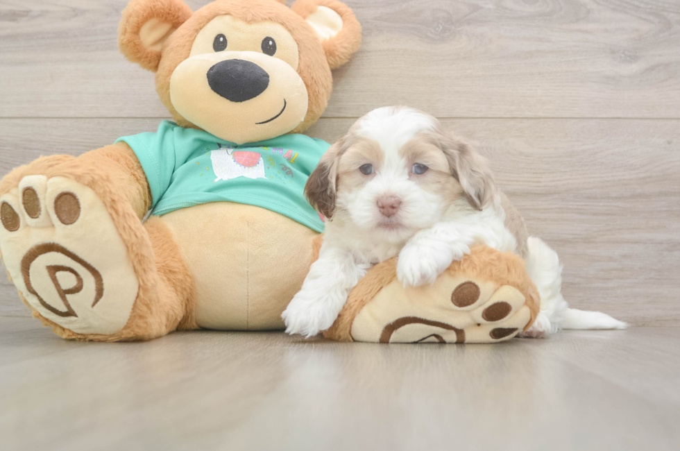 5 week old Shih Poo Puppy For Sale - Simply Southern Pups