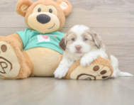 7 week old Shih Poo Puppy For Sale - Simply Southern Pups 7 week old Shih Poo Puppy For Sale - Simply Southern Pups