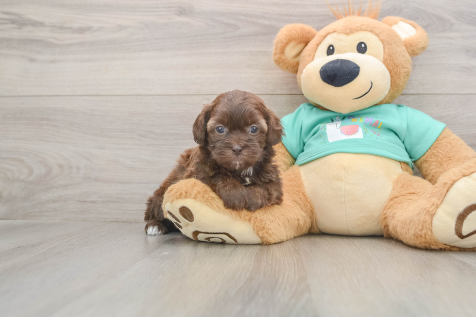 Shih Poo Pup Being Cute