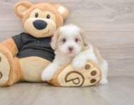 7 week old Shih Poo Puppy For Sale - Simply Southern Pups