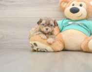 7 week old Shih Poo Puppy For Sale - Simply Southern Pups
