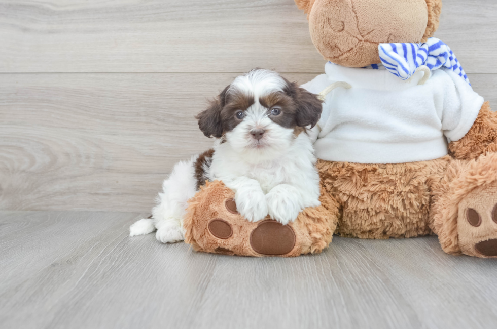 7 week old Shih Poo Puppy For Sale - Simply Southern Pups