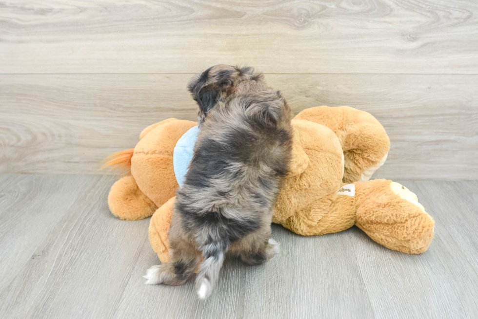 Smart Shih Poo Poodle Mix Pup