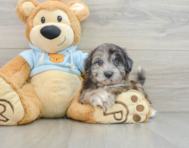 8 week old Shih Poo Puppy For Sale - Simply Southern Pups