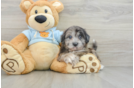 Shih Poo Puppy for Adoption