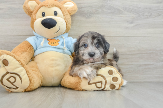 Shih Poo Puppy for Adoption