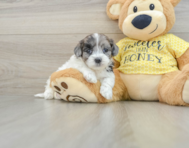 8 week old Shih Poo Puppy For Sale - Simply Southern Pups