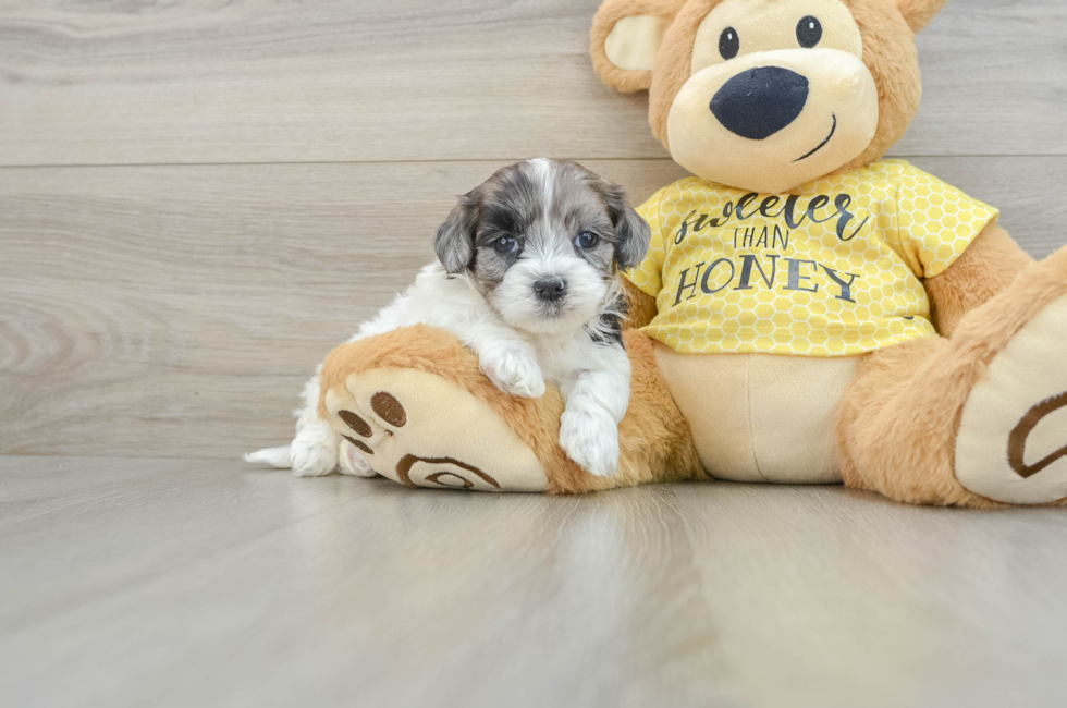 8 week old Shih Poo Puppy For Sale - Simply Southern Pups