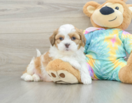 7 week old Shih Poo Puppy For Sale - Simply Southern Pups