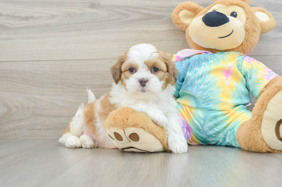 6 week old Shih Poo Puppy For Sale - Simply Southern Pups