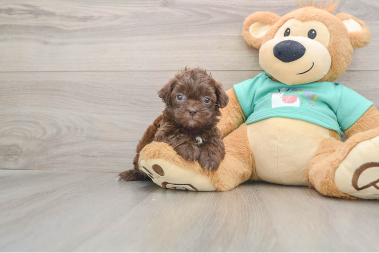 Shih Poo Puppy for Adoption