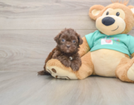 6 week old Shih Poo Puppy For Sale - Simply Southern Pups