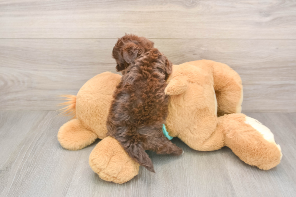 Popular Shih Poo Poodle Mix Pup