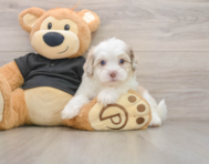 5 week old Shih Poo Puppy For Sale - Simply Southern Pups