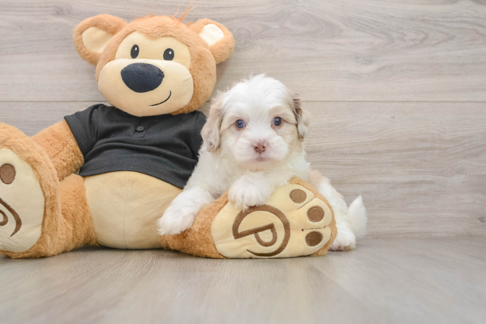 Sweet Shih Poo Baby