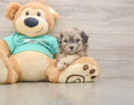 7 week old Shih Poo Puppy For Sale - Simply Southern Pups