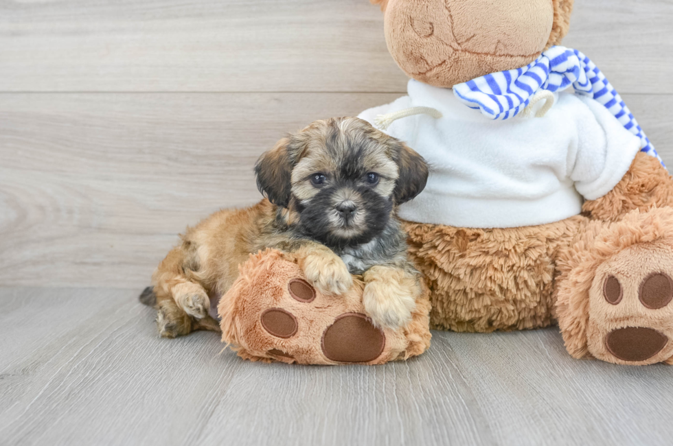 7 week old Shih Poo Puppy For Sale - Simply Southern Pups
