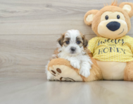 8 week old Shih Poo Puppy For Sale - Simply Southern Pups