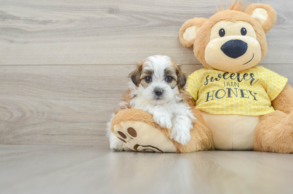 8 week old Shih Poo Puppy For Sale - Simply Southern Pups