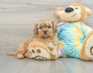 7 week old Shih Poo Puppy For Sale - Simply Southern Pups