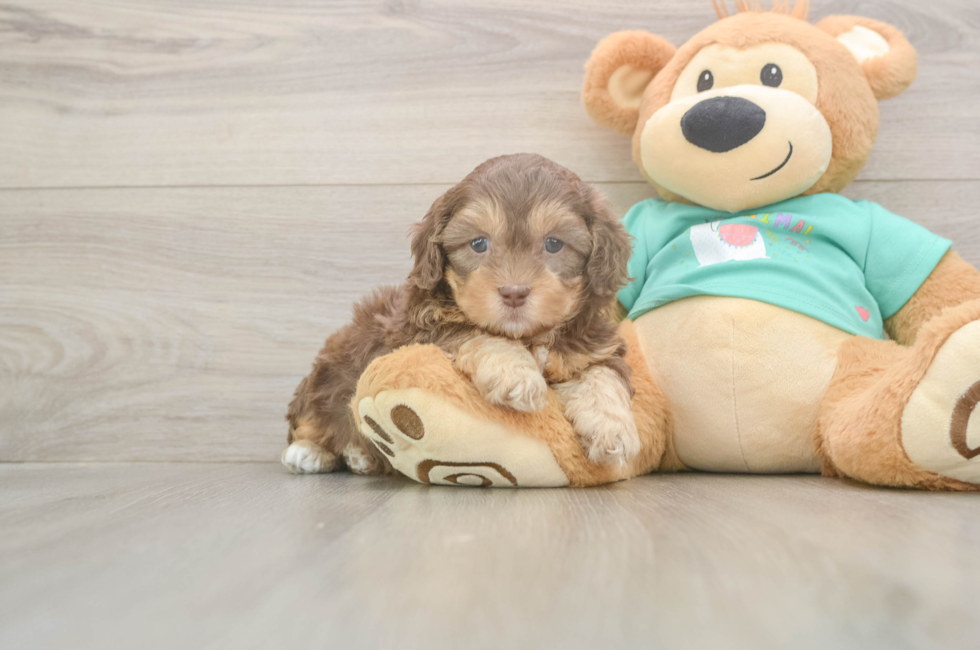 5 week old Shih Poo Puppy For Sale - Simply Southern Pups