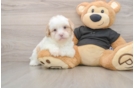 Playful Shihpoo Poodle Mix Puppy
