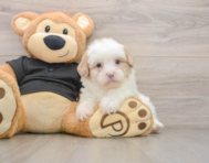 7 week old Shih Poo Puppy For Sale - Simply Southern Pups