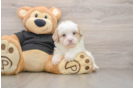 Shih Poo Pup Being Cute