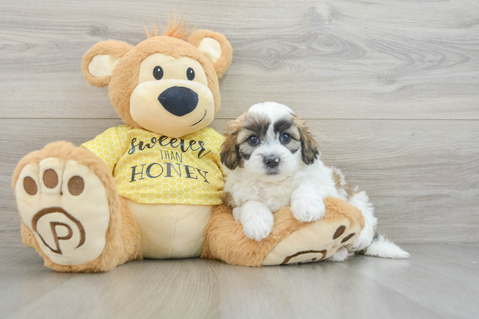 Funny Shih Poo Poodle Mix Pup