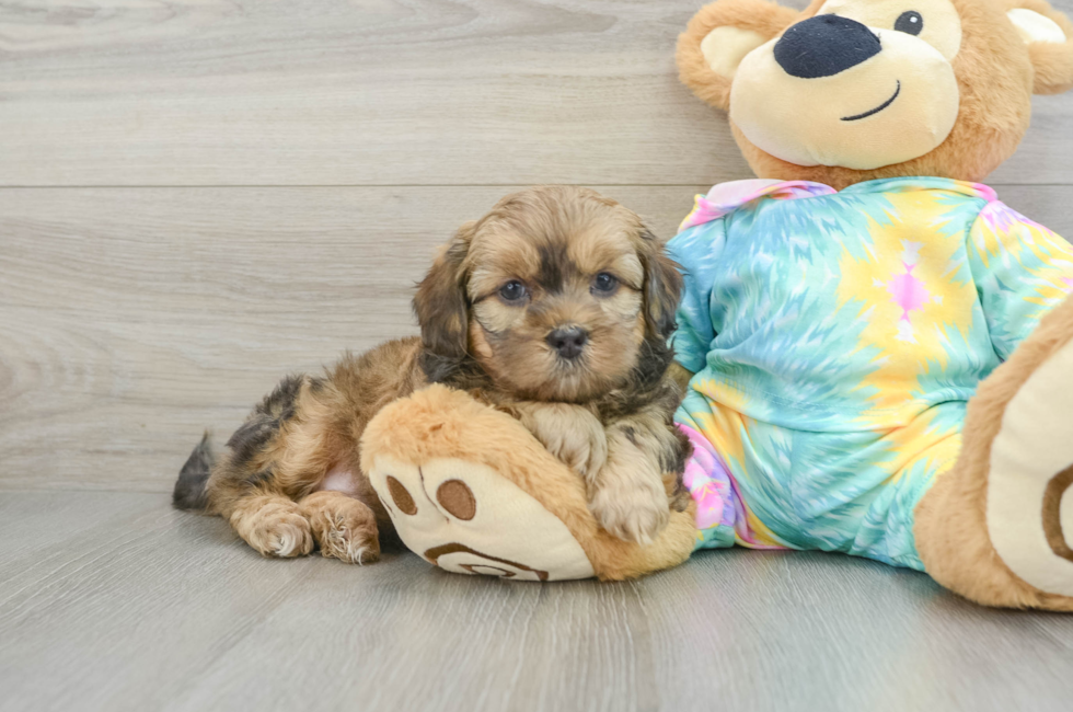 6 week old Shih Poo Puppy For Sale - Simply Southern Pups