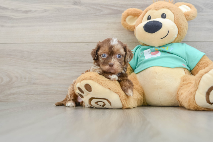 Funny Shih Poo Poodle Mix Pup