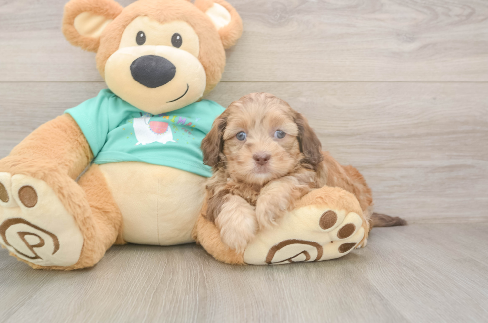5 week old Shih Poo Puppy For Sale - Simply Southern Pups