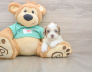 7 week old Shih Poo Puppy For Sale - Simply Southern Pups