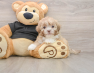 7 week old Shih Poo Puppy For Sale - Simply Southern Pups