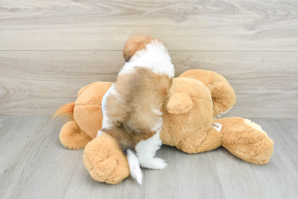 Playful Shihpoo Poodle Mix Puppy