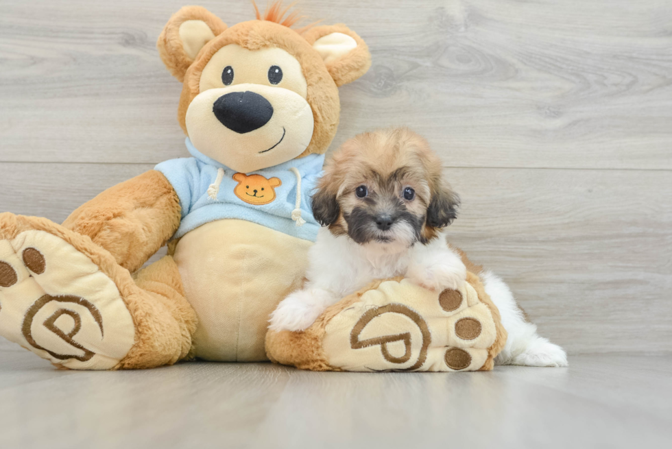 Shih Poo Puppy for Adoption