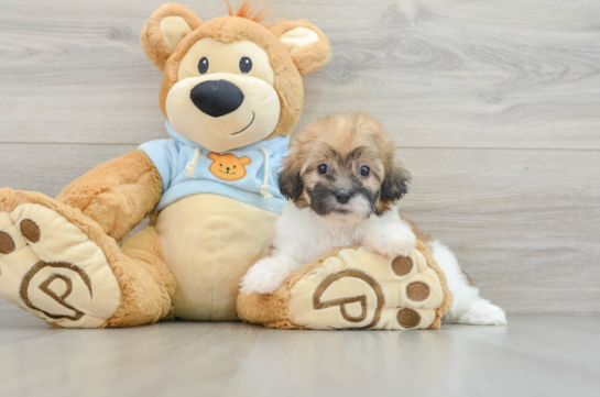 Shih Poo Puppy for Adoption