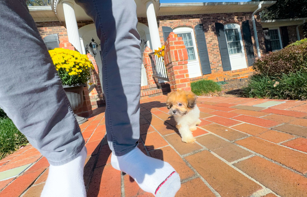 Cute Shoodle Poodle Mix Puppy