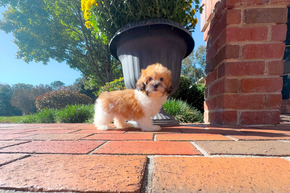 Shih Poo Puppy for Adoption