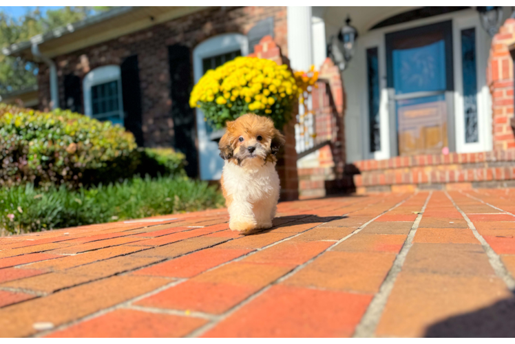 Cute Shih Poo Poodle Mix Pup