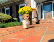 10 week old Shih Poo Puppy For Sale - Simply Southern Pups