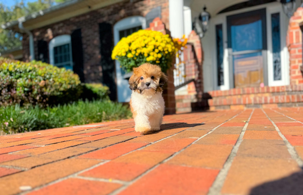 Cute Shih Poo Poodle Mix Pup