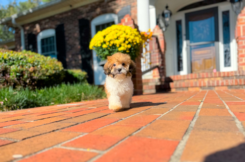 10 week old Shih Poo Puppy For Sale - Simply Southern Pups