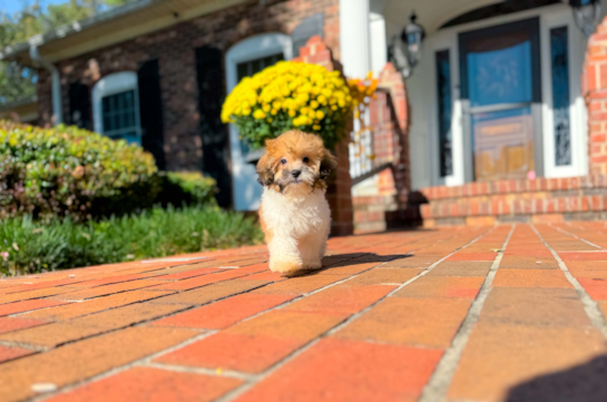 Cute Shih Poo Poodle Mix Pup