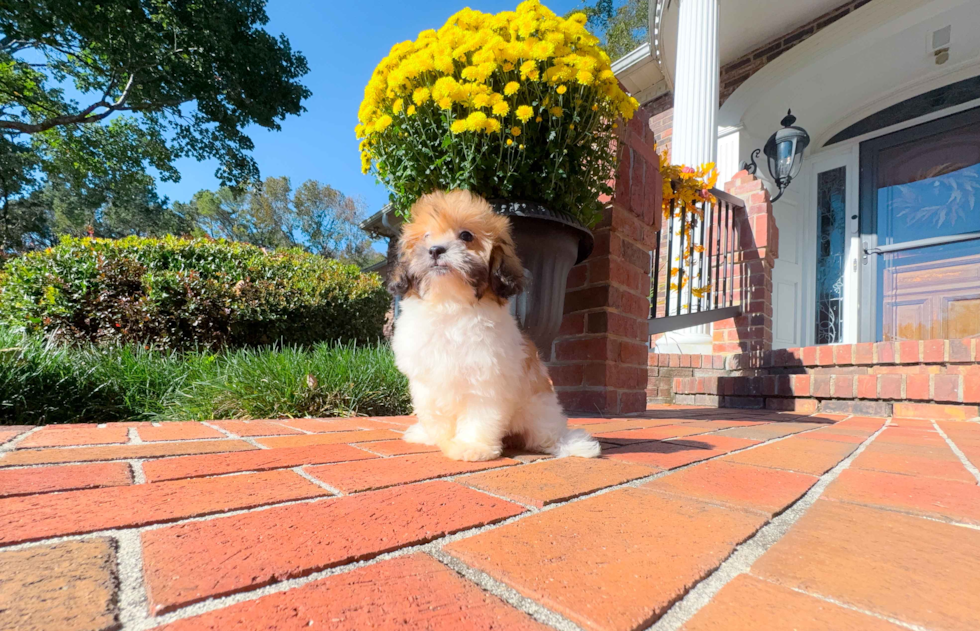 Best Shih Poo Baby