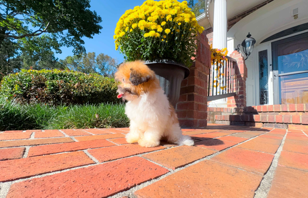 Best Shih Poo Baby