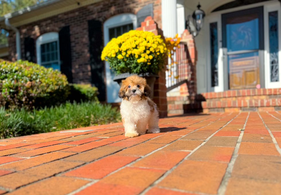 Cute Shoodle Poodle Mix Puppy