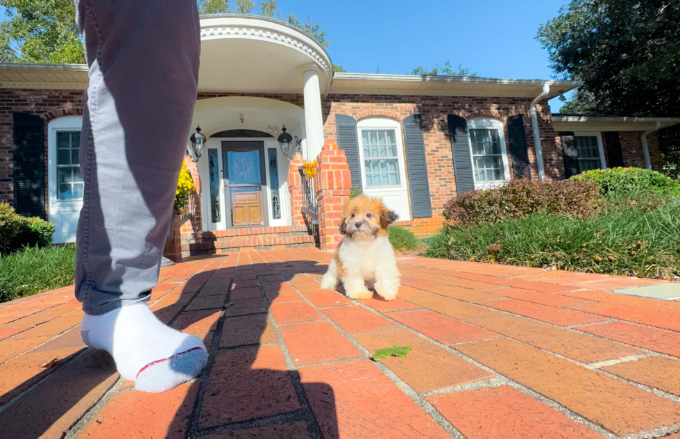 Cute Shoodle Poodle Mix Puppy