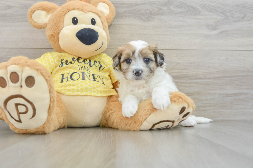 8 week old Shih Poo Puppy For Sale - Simply Southern Pups